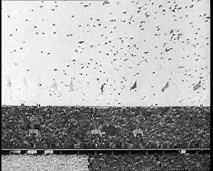 Doves: 1936 Summer Olympics
