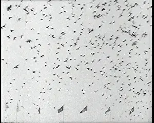 Doves: 1936 Summer Olympics