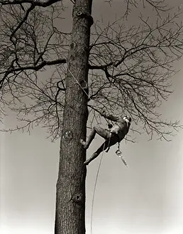Lumbering: 1940s MAN WORKER TREE SURGEON CLIMBING ELM TREE