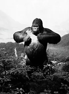 Macho: 1940s Stuffed Gorilla Gorilla