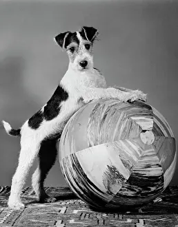 Wirehaired: 1940s TERRIER IN PLAYFUL POSE FRONT PAWS UP ON