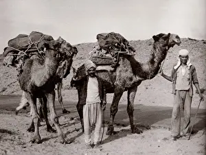 Oficcer: 1943 - camels in Syria