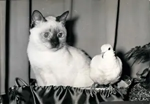 Charly: 1950-1959 Actor - Actress