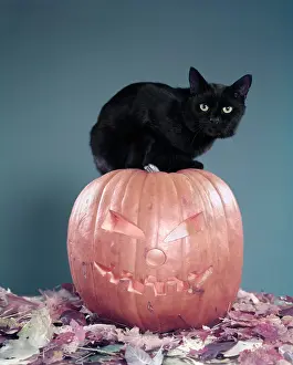 Unlucky: 1950s Black Cat Sitting On Top