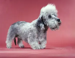 Dandie: 1950s Dandie Dinmont Terrier 2