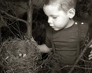 Bird S: 1950s Little Boy Finding Robin Bird Eggs