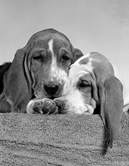 Nestled: 1950s TWO SAD LOOKING TWELVE WEEK OLD BASSET
