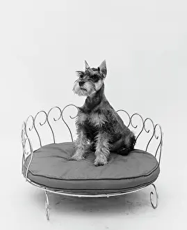 Schnauzer: 1950s SCHNAUZER DOG SITTING PRETTILY POSED IN