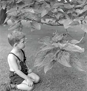 Egx001: 1950s Small Boy Kneeling In Grass