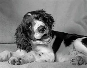 Cocked: 1950s Springer Spaniel Lying Down