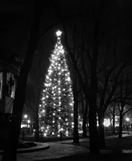 Evergreens: 1950s Tall Christmas Tree Lit