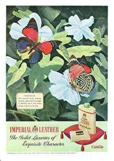 Soaps: 1951 UK advert Imperial Leather