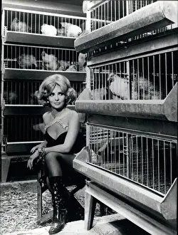 Polarity: 1960-1969 Actor - Actress