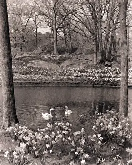 Ham001: 1960s 1970s Spring Landscape Pond
