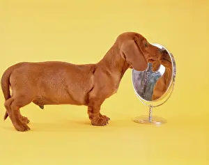 Seamless: 1960s dachshund puppy looking into
