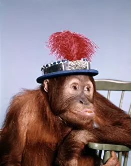 Headware: 1960s Funny Orangutan Sitting