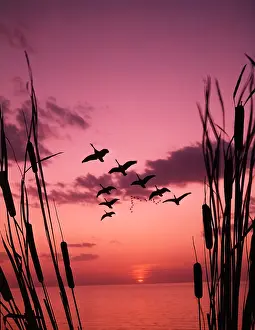Cattails: 1960s Geese Flying Sky Dusk