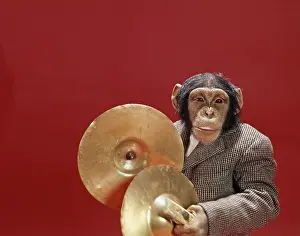 Imitating: 1960S Monkey Chimpanzee Playing Cymbals