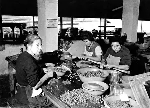 Preserving: 1960s olive factory
