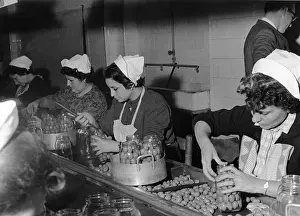 Preserving: 1960s olive factory