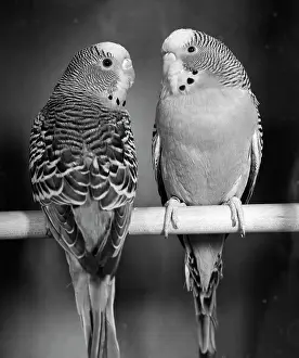Parakeets: 1960s Pair Of Parakeets Perched