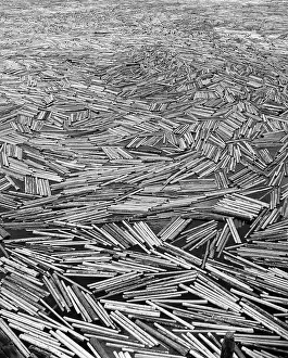 Lumbering: 1960s Scene Of Pulp Wood Floating
