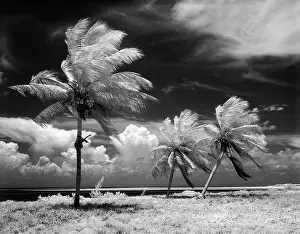 Infra: 1960s Tropical Scenic Palm Trees