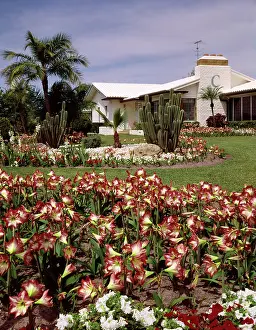 Belladonna: 1960s tropical style ranch house with elaborate