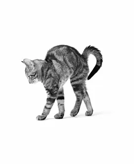 Tiptoes: 1960s SIDE VIEW OF KITTEN STRETCHING OUT WITH