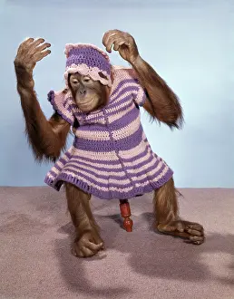 Pygmaeus: 1960s Young Orangutan In Knit