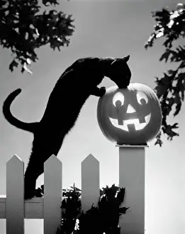 Halloween: 1970s Cat Jack-O'-Lantern Fence