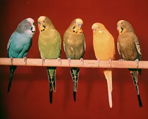Parakeets: 1970s GROUP OF FIVE PET PARAKEETS PERCHED AGAINST