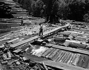 Lumbering: 1970s Man Pushing Logs Into Line