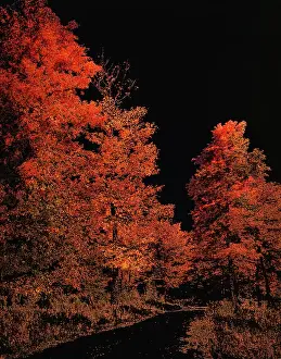 Posterized: 1970s SPECIAL EFFECT POSTERIZED AUTUMN LANDSCAPE