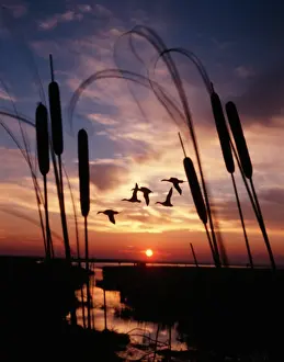 Cattail: 1980s DUCKS FLYING IN SUNSET CATTAILS IN FOREGROUND