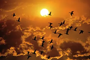 Instinct: 1980s FLYING DUCKS SUNSET SILHOUETTE