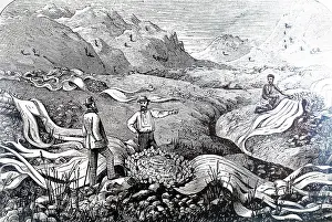 Distinctive: 19th century An engraving of Welsitschia