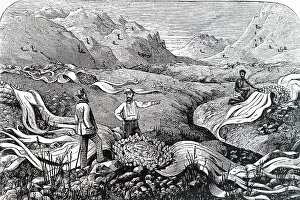 Distinctive: 19th century An engraving of Welsitschia