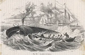 Choppy: 19TH CENTURY WHALING