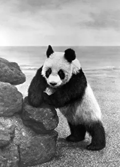 Panda: 1ST PANDA IN ENGLAND