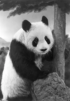 Panda: 1ST PANDA IN ENGLAND