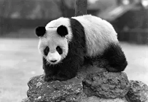 Panda: 1ST PANDA IN ENGLAND