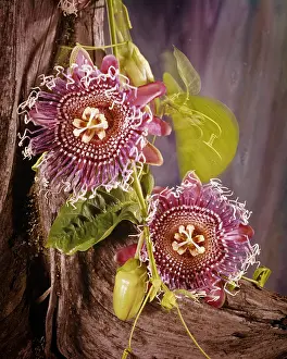 Tendrils: 2 Blossoms of Passion Vine Fruit on Tree Trunk