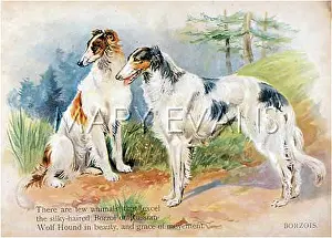Borzois: 2 BORZOIS