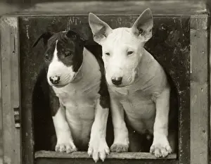 Peer: 2 BULL TERRIER PUPS