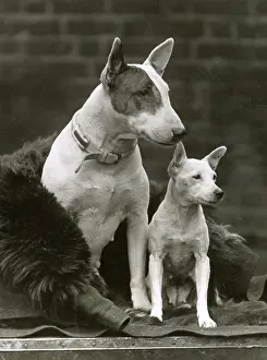 Towering: 2 BULL TERRIERS 1932