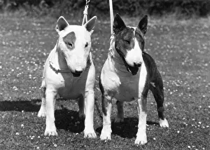 Leash: 2 BULL TERRIERS/1973