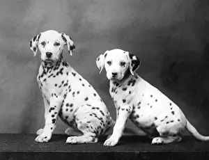 Stare: 2 DALMATIAN PUPPIES/1938