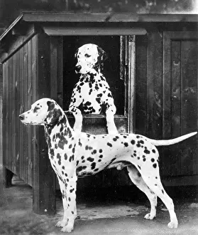 Leans: 2 DALMATIANS/1938