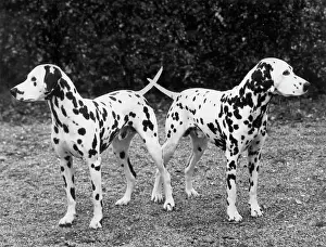 Directions: 2 DALMATIANS/1963